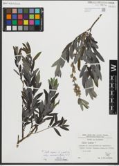 Foto von Salix repens subsp. rosmarinifolia (L.) Andersson